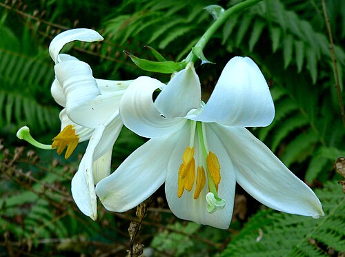 lily flower